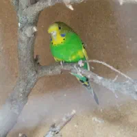 مرغ عشق انگلیسی