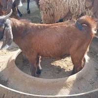 قرمز نر سیاه ماده