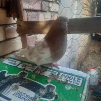 کبوتر کله زرد