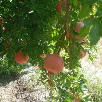 انار رباب دون قرمز|عمدهفروشی|فیروزآباد (فارس), |دیوار