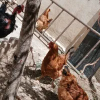 مرغ تخم گزار