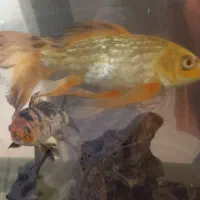 کوی باله بلند و کوتاه