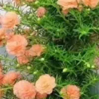 گل آبشار طلا