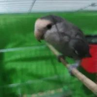 پرنده (طوطی برزیلی)|پرنده|کرمانشاه, |دیوار