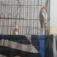 عروس هلندی