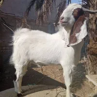 یک عدد کهره پاکستانی نر هست نژاد خوب|حیوانات مزرعه|دلوار, |دیوار