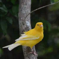 قناری ۲ماهه