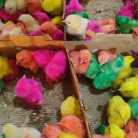 بلدرچین،جوجه رنگی ،جوجه محلی بزرگ وکوچک ،اردک