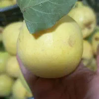 به رسیده وآبدار