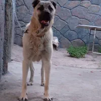 سگ سرابی گمشده