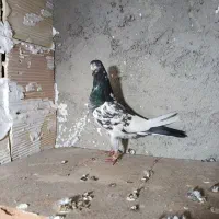 طوقی معاوظه با الابوغاز