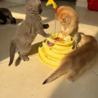 چینچیلا گولد بالاترین کیفیت|گربه|تهران, آسمان|دیوار