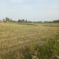 فروش ۲هکتار شالیزار و زمین مسکونی اطراف شهرآستانه|فروش زمین و ملک کلنگی|آستانه اشرفیه, |دیوار