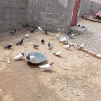 کبوتر همه رقم