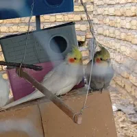 طوطی|پرنده|زرین دشت (فارس), |دیوار