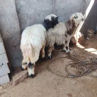 کوه قوچی میش کری نمونه