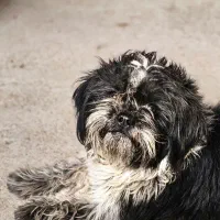 پاکوتاه دزدیده شده|حیوانات|سلماس, |دیوار