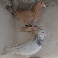 ۳تاسار خوش ابورنگ و۳جفت سینه سیاه قواره دروشت