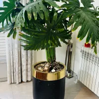 تعدادی گیاه طبیعی ب