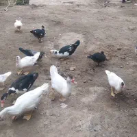 اردک اسراییلی نژاد خوب درج یک