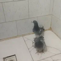 سه عدد خوب|پرنده|میاندوآب, |دیوار