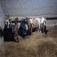 بز و بزغاله|حیوانات مزرعه|بشاریات, |دیوار