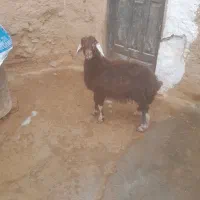 بره نر فروشی