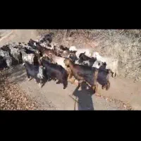 ۳۱سر بزو ۳۱سر بزغاله|حیوانات مزرعه|مریوان, |دیوار