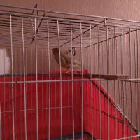 قناری ماده آماده اماده|پرنده|کرمان, |دیوار