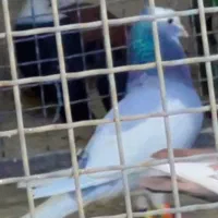 تصویر چک بشه