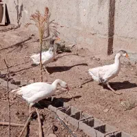 غازنروماده|حیوانات مزرعه|قزوین, |دیوار