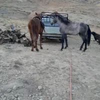 اسب دره شور چهارساله سردمگیر پرقدرت