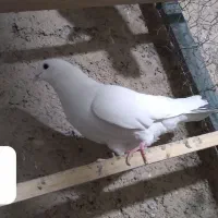 کفتر ماده|پرنده|شاهدشهر, |دیوار