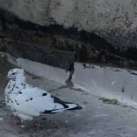 کفتر کبوتر پرنده|پرنده|محمدشهر, ولدآباد|دیوار