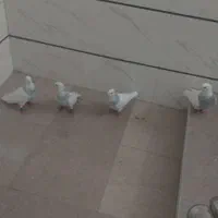 طوقی آبی باکیفیت|پرنده|اصفهان, خاتون‌آباد|دیوار