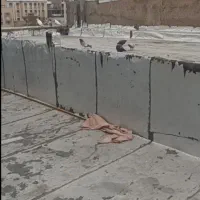 کبوتر پرشی نر