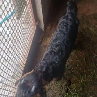 بیگ دانه نر