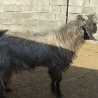 فروش 2عدد دوبر بخته شده 2عدد چپش|حیوانات مزرعه|جنت, |دیوار