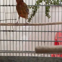 قناری ماده جفتی سهره|پرنده|قدس, شهرقدس|دیوار