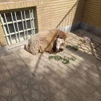 گوسفنده زنده بهداشتی شهرداری تهران کرج
