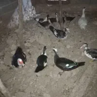 اردک اسراییلی