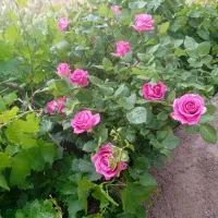 ویلا. تا دیر نشده جایی امن و ارزان تهیه کنید