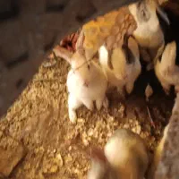 350|حیوانات مزرعه|سلماس, |دیوار