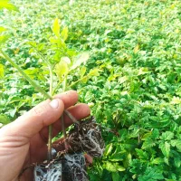 فروش انواع نشاء گوجه فلفل بادمجان هندوانه خربزه