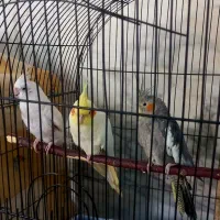 عروس هلندی