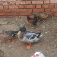 اردک پروازی و روسی اصیل و کاکولی