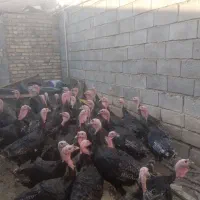 بوقلمون|حیوانات مزرعه|کرمانشاه, |دیوار