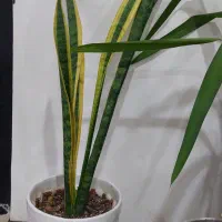 گلدان  و گل گیاه آپارتمانی|گل و گیاه طبیعی|اهواز, کوی باهنر|دیوار