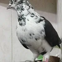 کبوتر پرواز