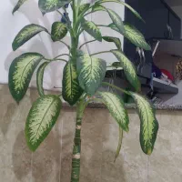 درختچه باخیا